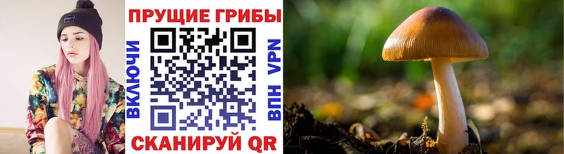 Псилоцибиновые грибы мицелий  MEGA зеркало  Ессентуки 